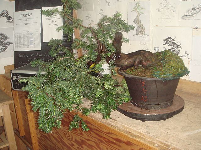 philodendron florida ghost green Philodendron Florida Ghost